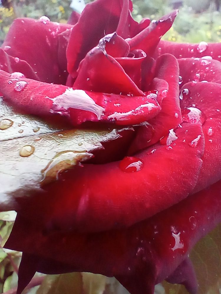 Photograph by Наталья Сырых