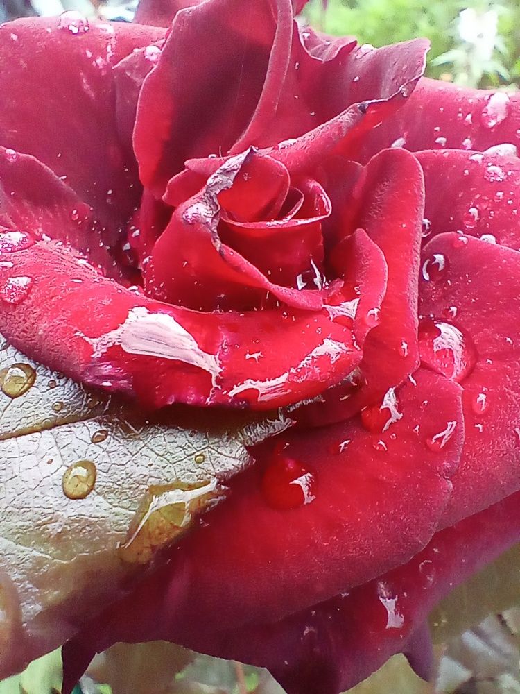 Photograph by Наталья Сырых