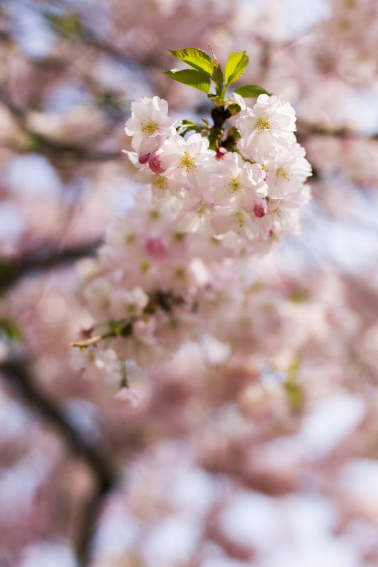 Иван Иванов, Czech Republic