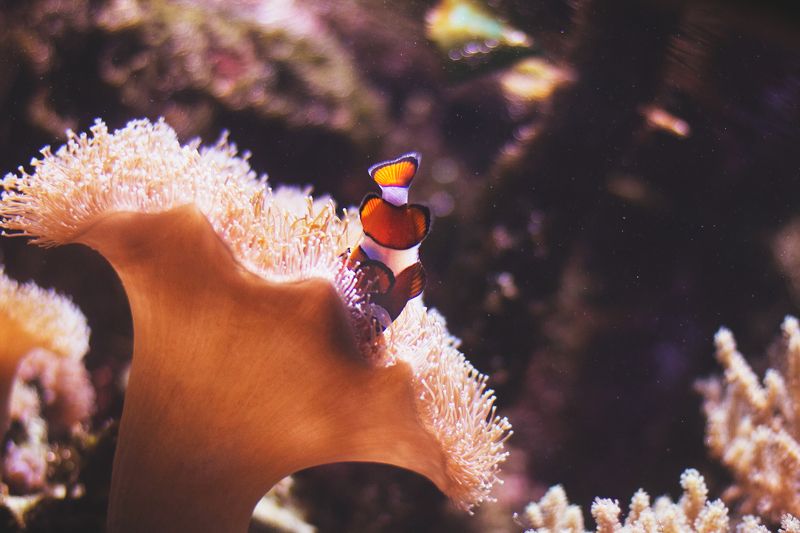 Виктор Гребенщиков, Czech Republic