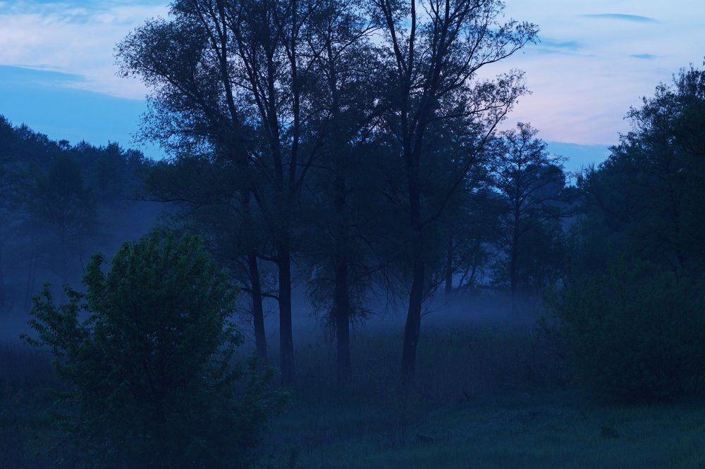 Вечер у заросшей реки