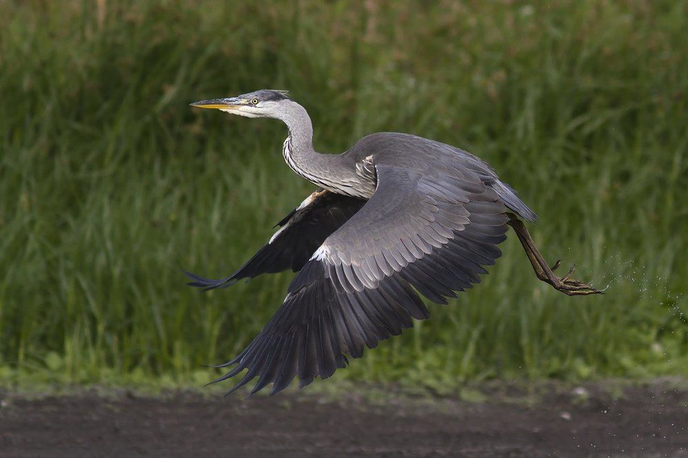 Серая цапля