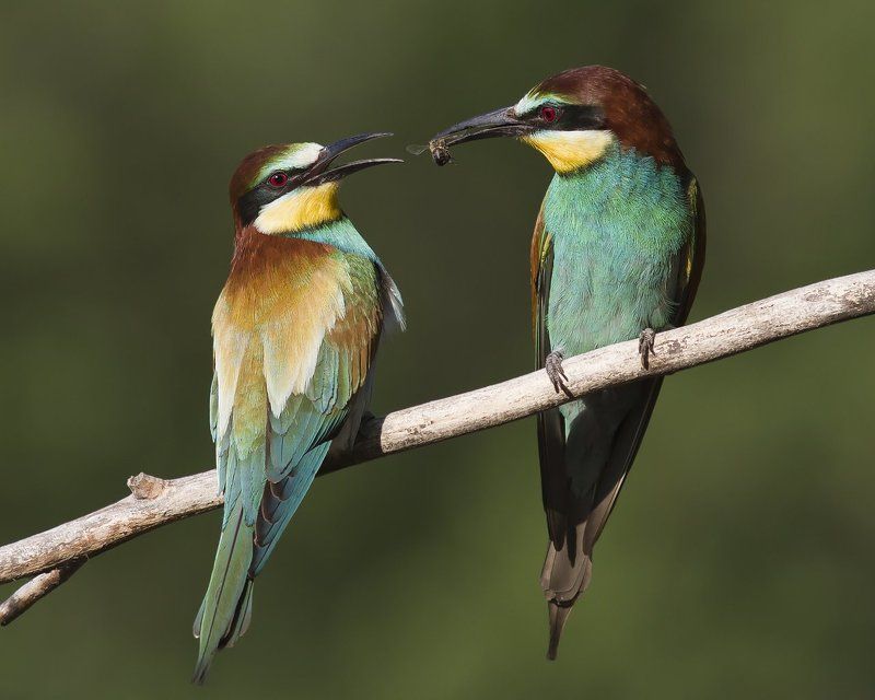 Dmitriy Kuguvalov, Russia