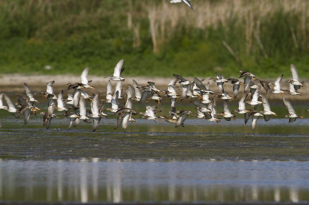 Полёт турухтанов