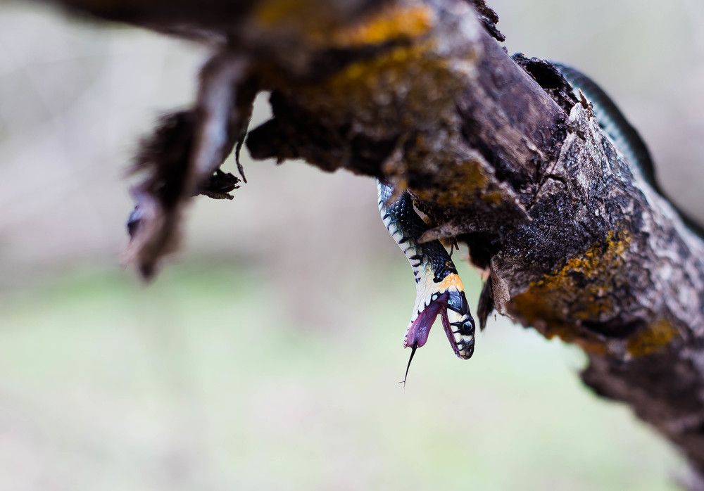 Photograph by Елена Попик