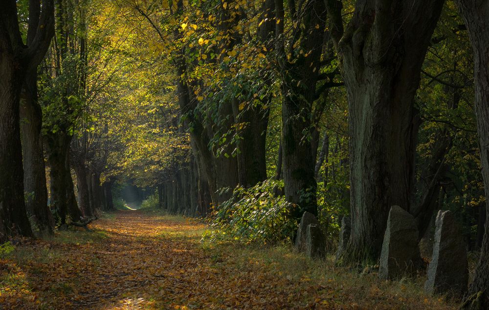 Забытая дорога