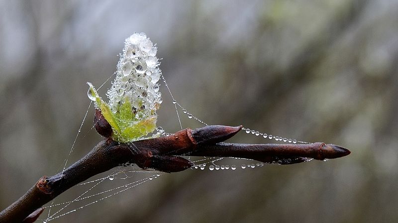 Павел Фролов, Russia