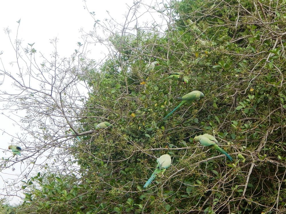 The paradise of parrots