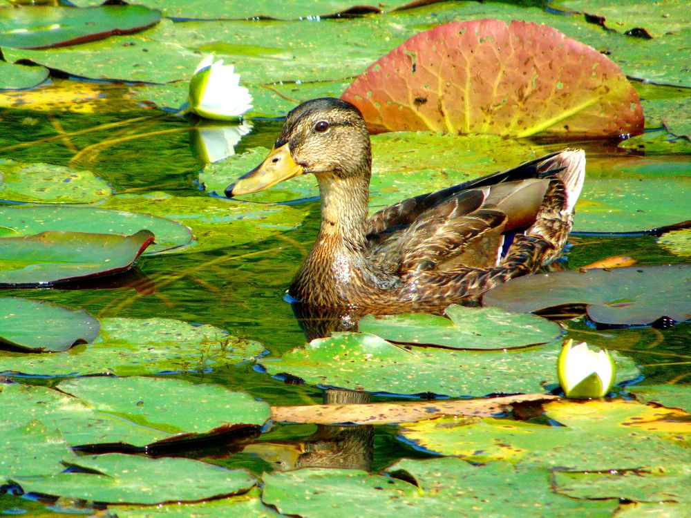 Утка в лилиях
