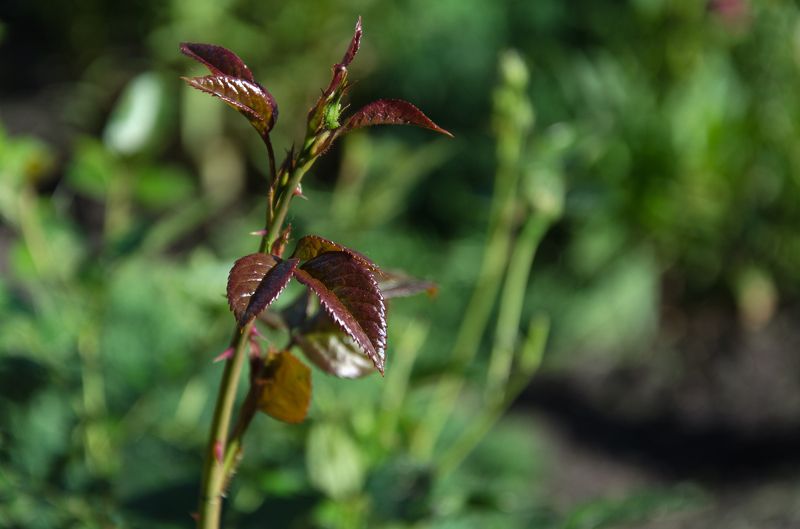 Irina Gracheva, Russia