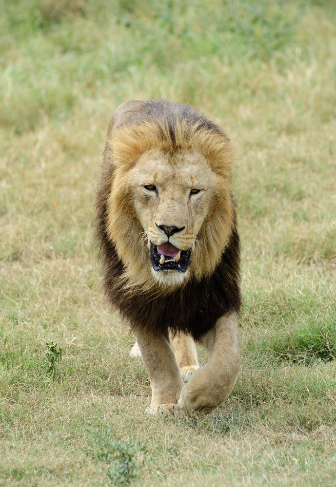 Старый воин...