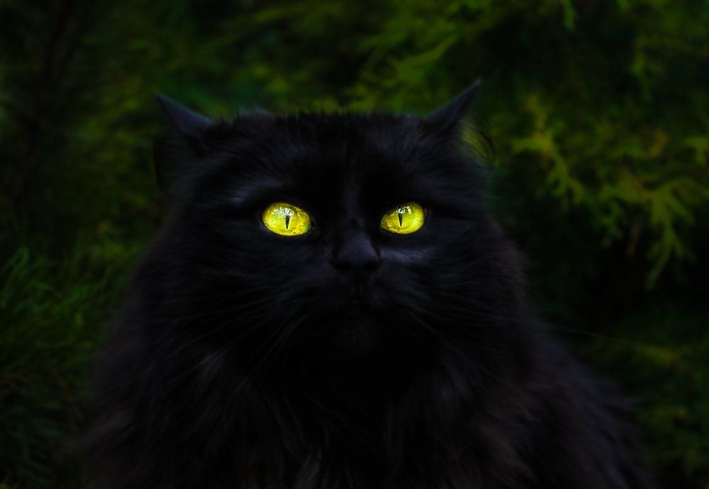 Она считает себя драконом