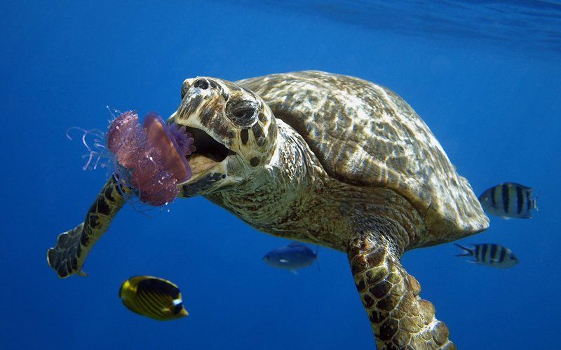 Nataliya Korzina, Russia