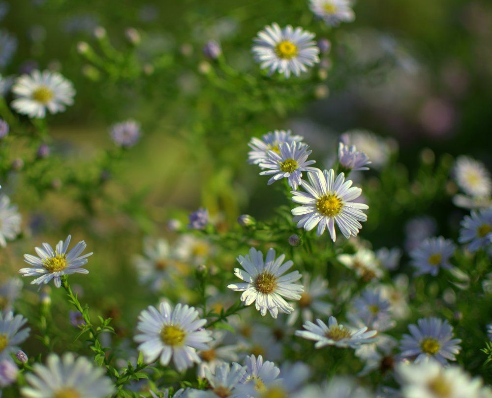 Свежесть утренней росы