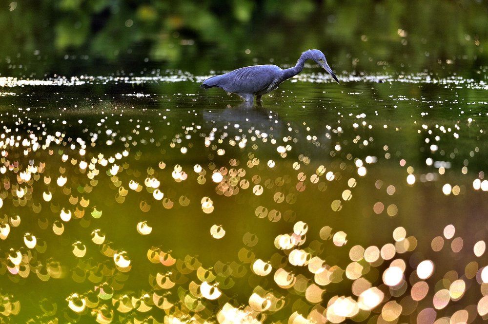 Малая голубая цапля