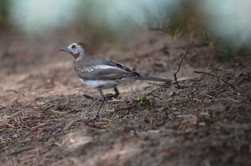 Казанская пташка