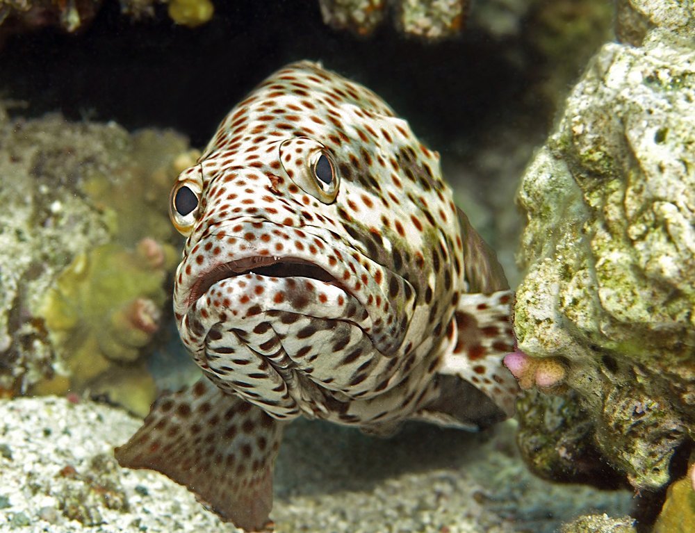 Горох нынче в моде