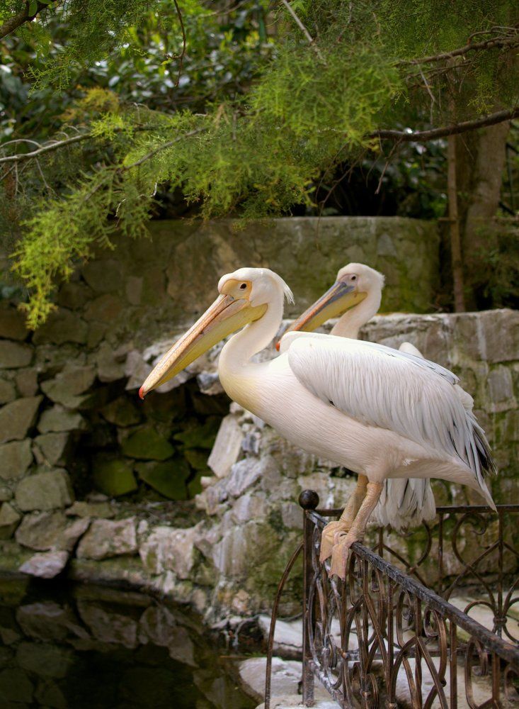 Любопытный взгляд