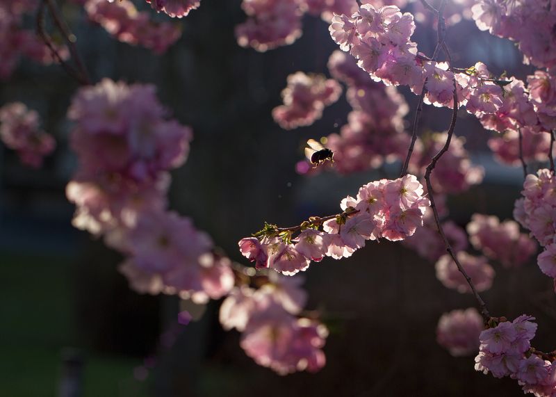 Sergej Miller, Germany