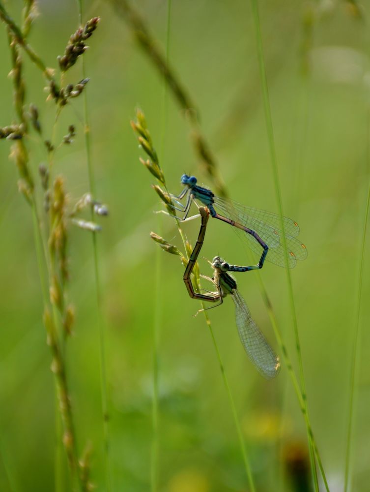 "Любовь во всём"