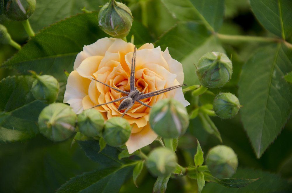 Красавица и Чудовище