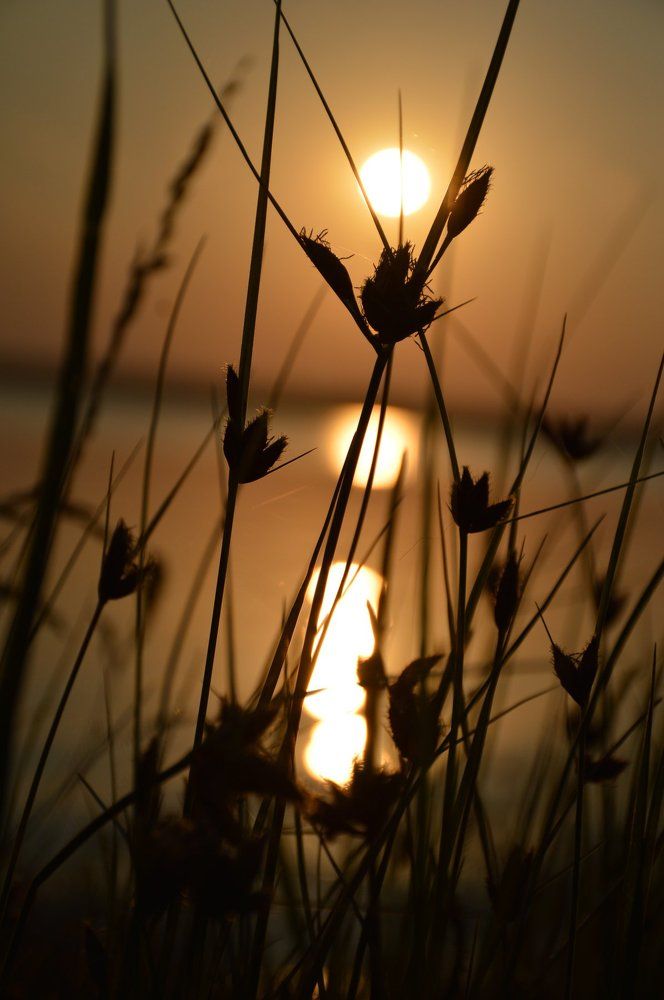 Солнце на шпажке