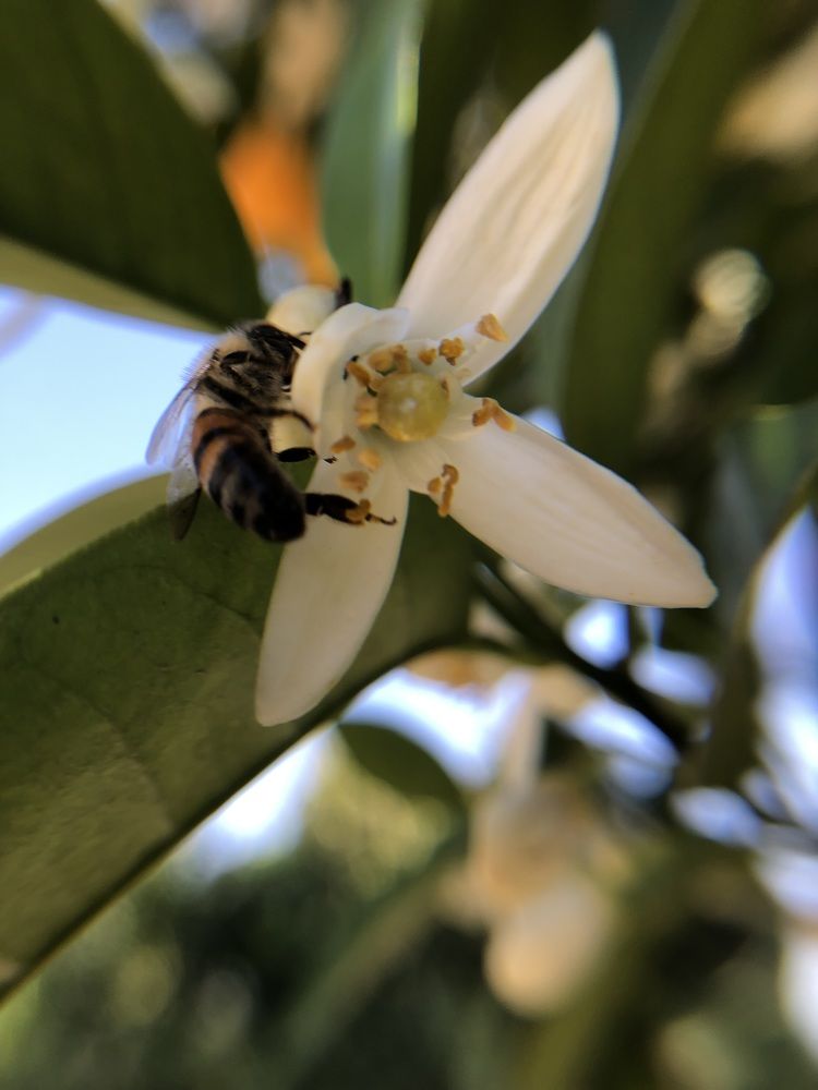 Bee and orange flower