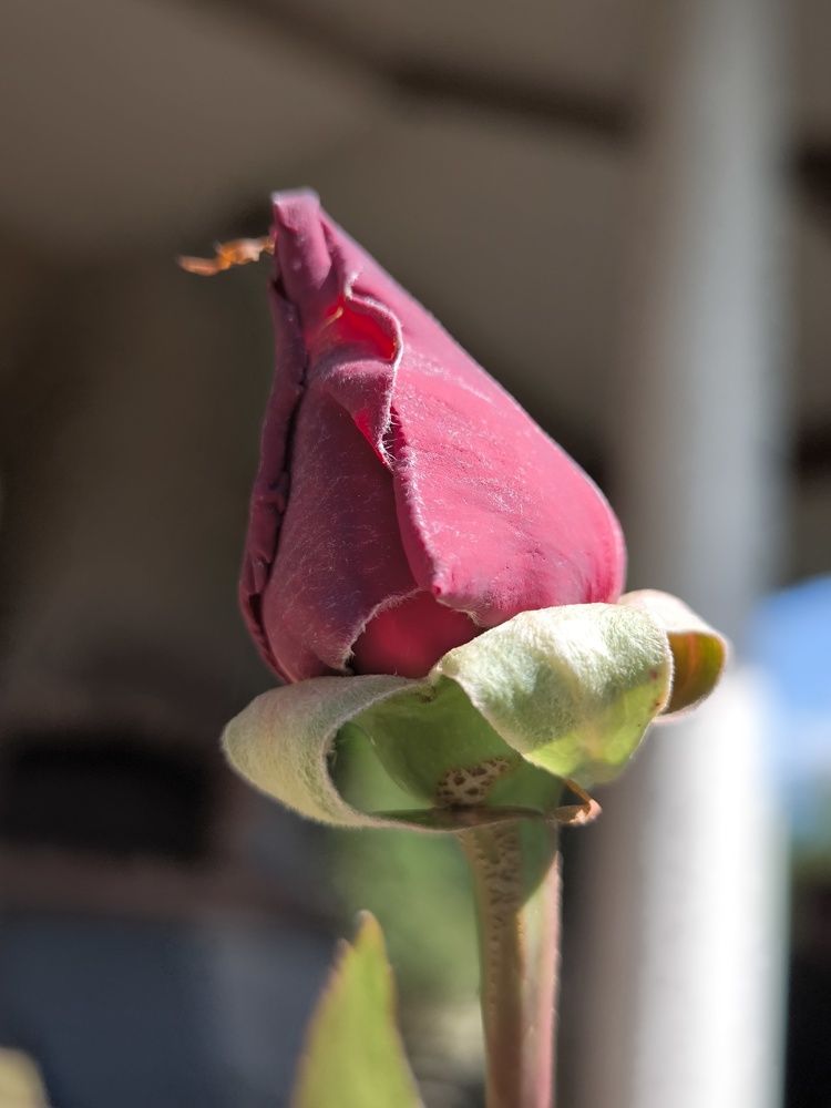 Photograph by DANIELA ROSSI