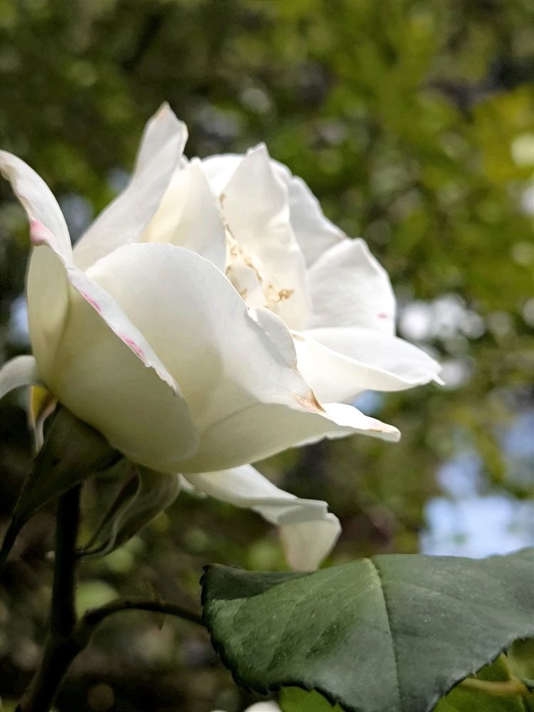 Photograph by DANIELA ROSSI