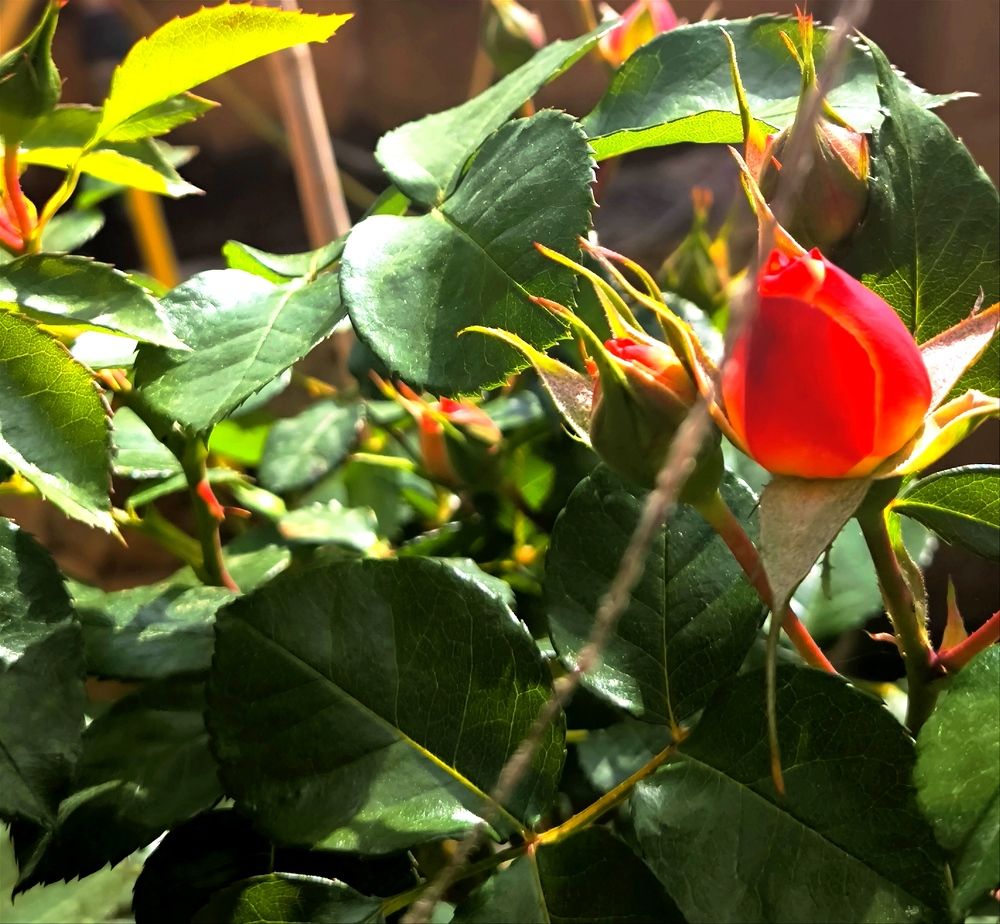 Photograph by DANIELA ROSSI