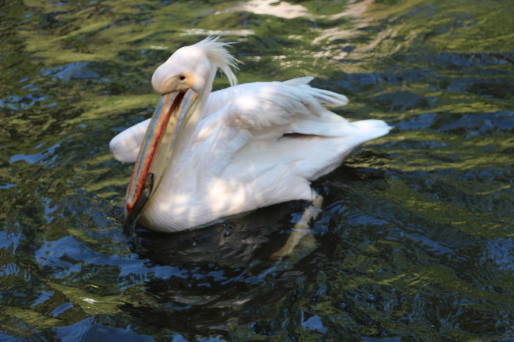 Photograph by Людмила Бутова