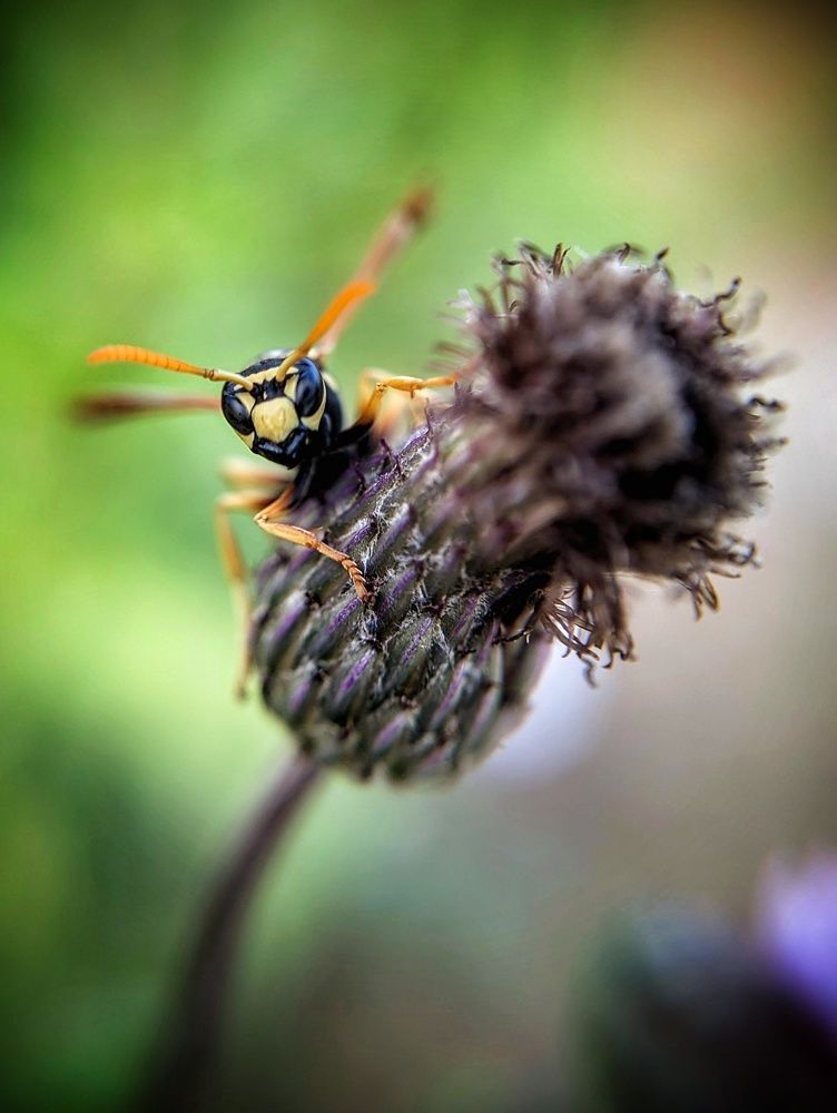 Photograph by AlexaL