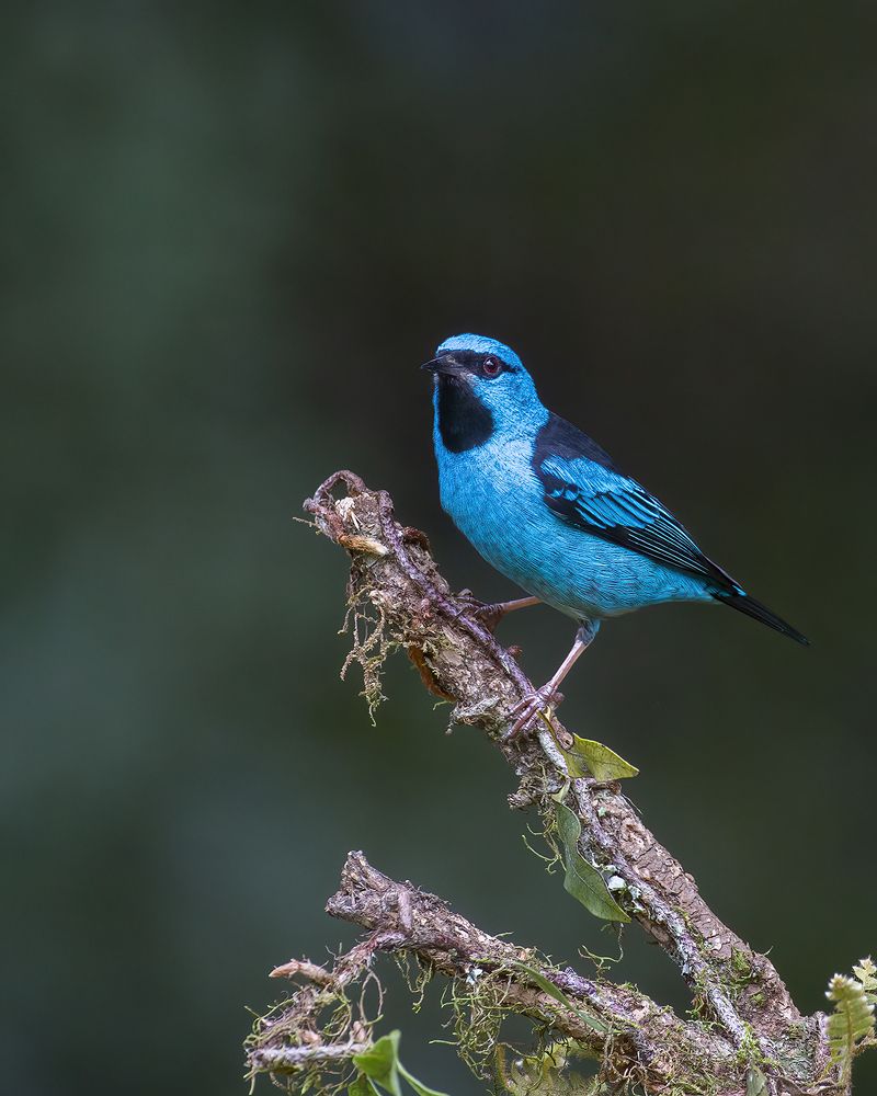 Atlantic Rainforest Beauties
