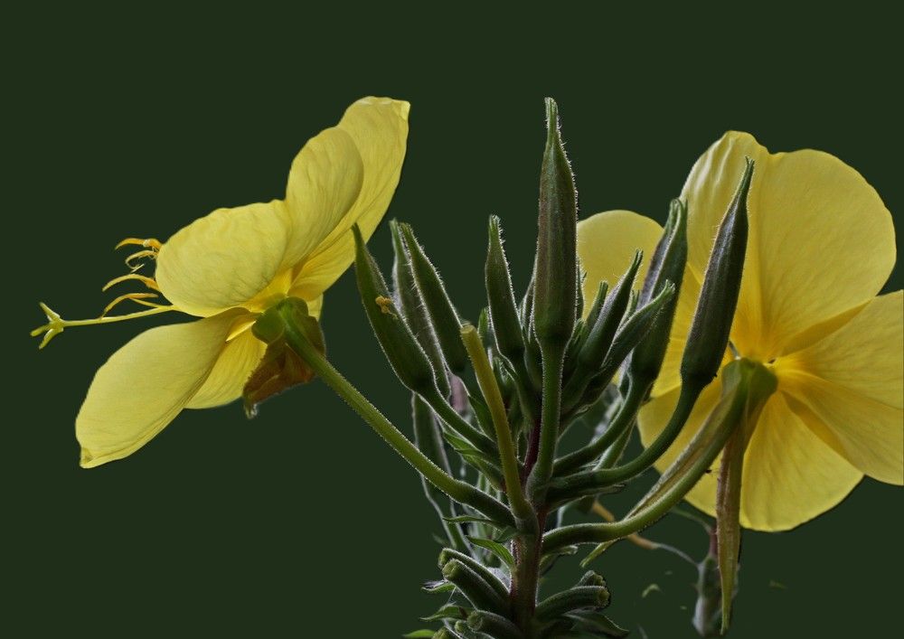 Photograph by Игорь Куленко