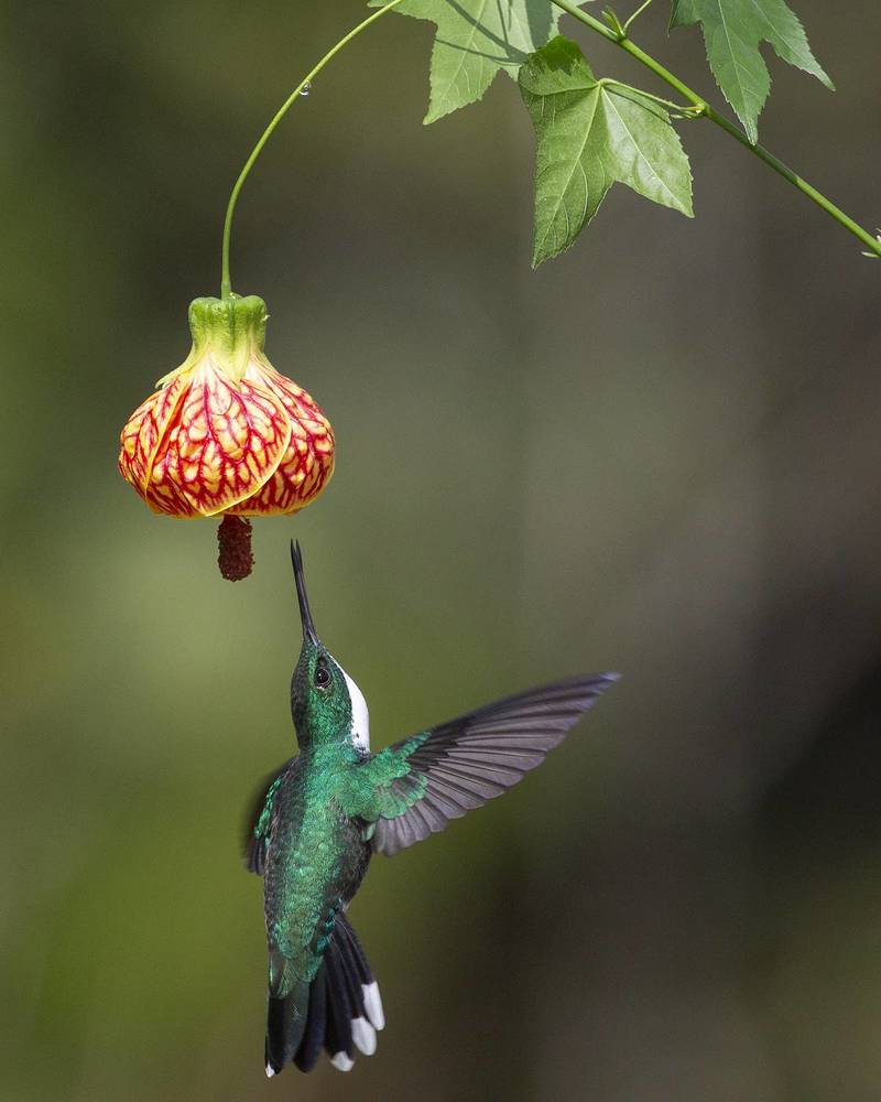 Beautiful hummingbirds from Brazilian Atlantic Rainforest