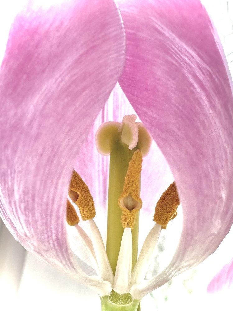 Photograph by Ольга Барулина