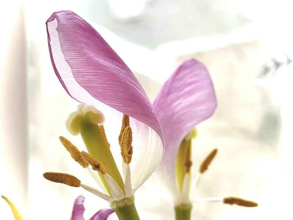 Photograph by Ольга Барулина