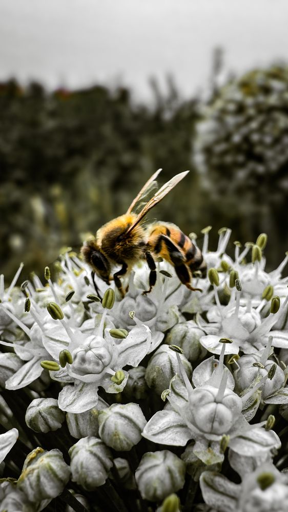 Photograph by Omar Khaled Ibrahim El Sayad