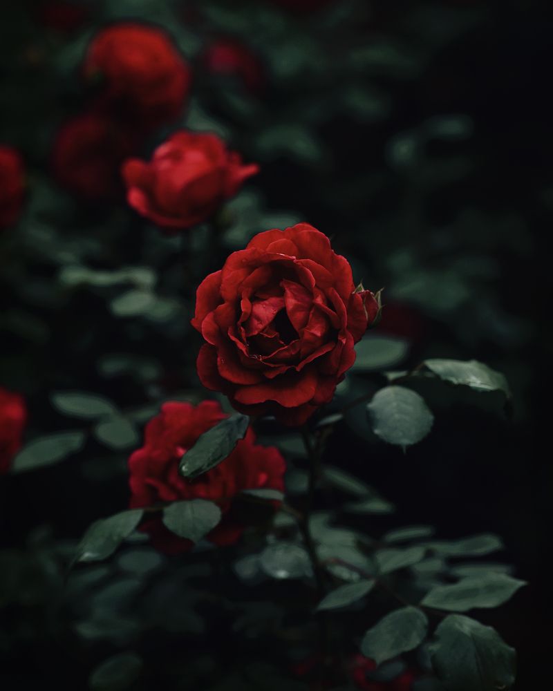 Photograph by Калюжина Татьяна