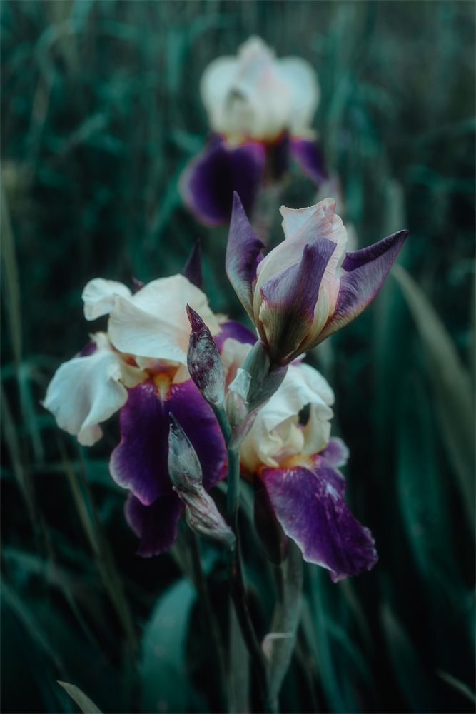 Photograph by Калюжина Татьяна