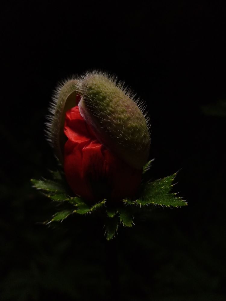 Photograph by Alexander Svetlov