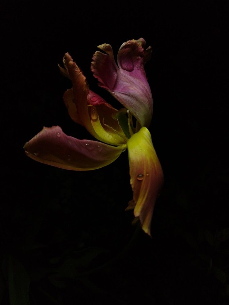 Photograph by Alexander Svetlov