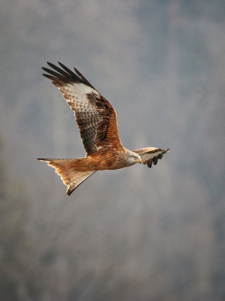 Photograph by Alessandro Moser