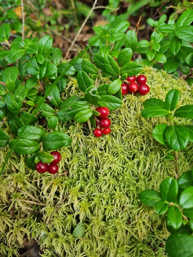 Photograph by Ирина Синягина