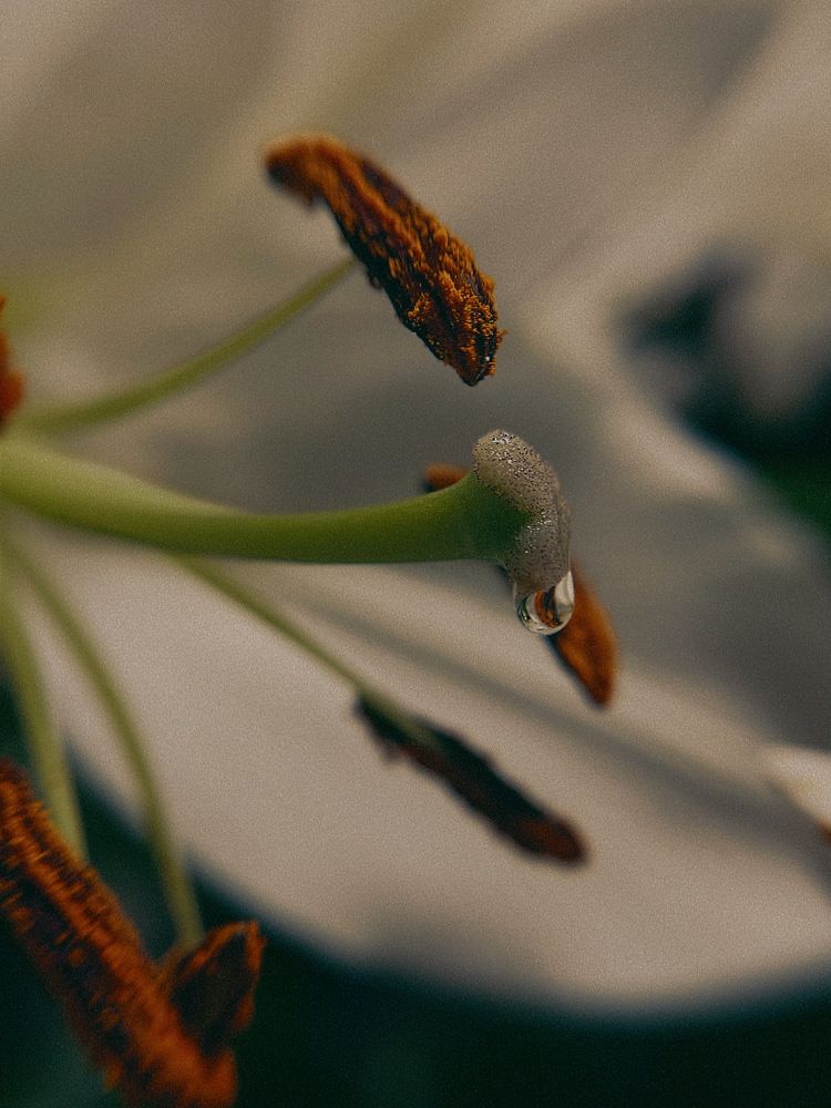 Photograph by Tina Baks