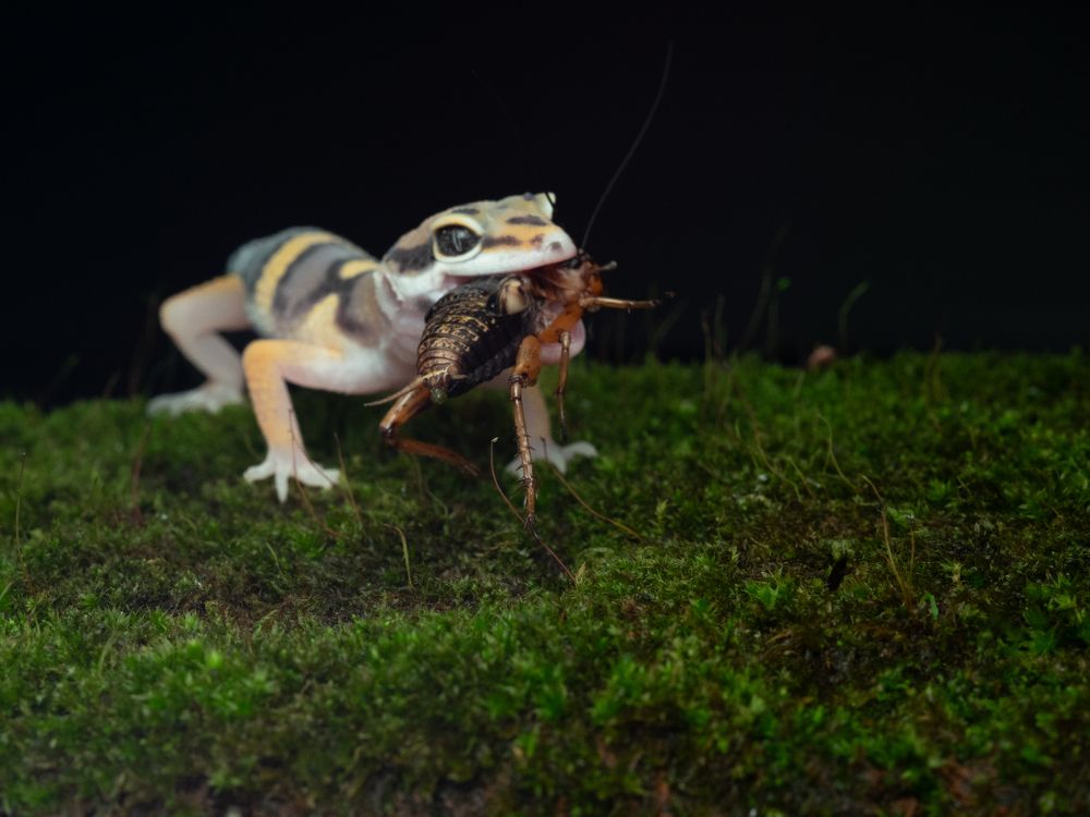 Photograph by SUGIANTO