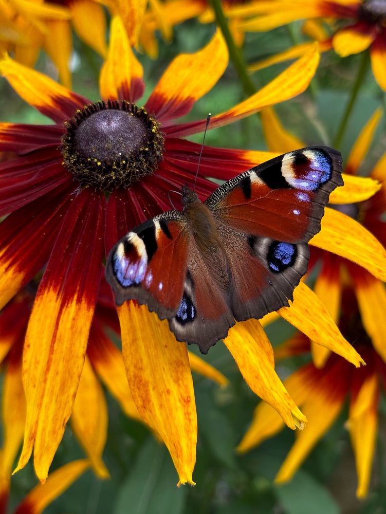 Photograph by Halina Mitsevich