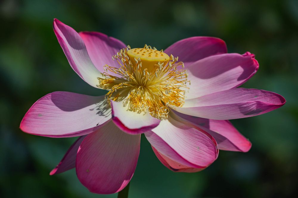 Фотография автора Дмитрий Новиков