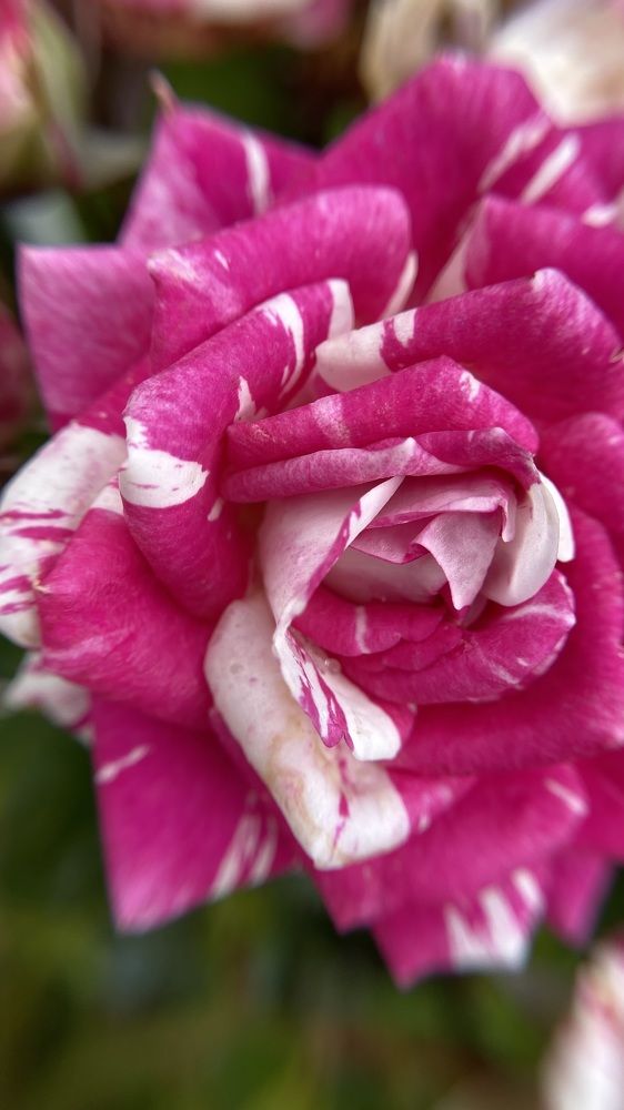 Photograph by Kristina Domanina