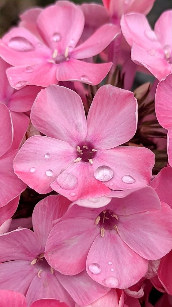 Фотография автора Васильева Ирина